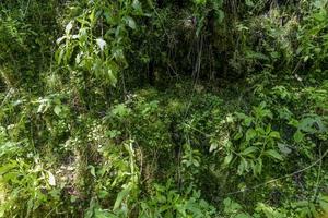 Background of densely growing green ferns and mosses photo