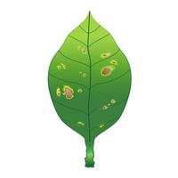 La hoja verde está dañada por hongos patógenos y se llama enfermedad de tizón, la capa exterior de la planta está hundida, seca y marchita. vector