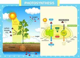Diagram showing process of photosynthesis in plant vector