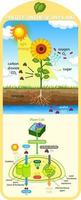 Diagram showing process of photosynthesis in plant vector