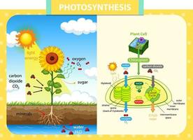 Diagram showing process of photosynthesis in sunflower vector