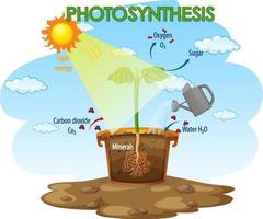 Diagrama que muestra el proceso de fotosíntesis en planta. vector