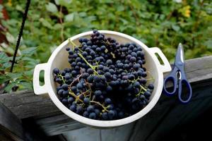 Harvesting grapes grown in Siberia Omsk 2021 photo