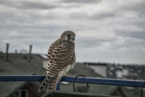 un pequeño cernícalo marrón sentado en una terraza foto