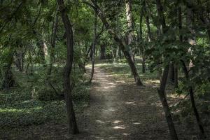 A trail in the shades of the park of Sumice in Belgrade photo