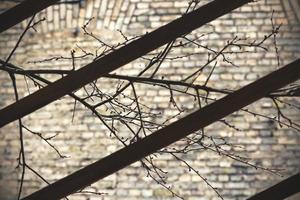 Leafless branches on brick wall background behind wooden planks photo