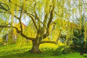 Majestic big old willow tree at Bad Bederkesa See Germany. photo