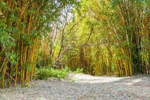 Green yellow bamboo trees tropical forest San Jose Costa Rica. photo