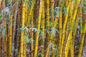 Green yellow bamboo trees tropical forest San Jose Costa Rica.