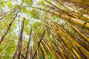 Green yellow bamboo trees tropical forest San Jose Costa Rica. photo