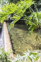 Details of beautiful waterfall in the Perdana Botanical Gardens, Malaysia. photo