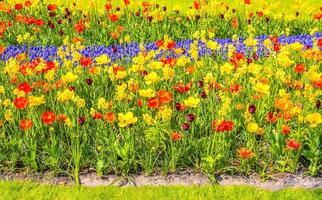Many colorful tulips daffodils in Keukenhof park Lisse Holland Netherlands. photo