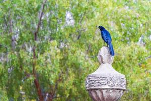 Pájaro macho de grackle de cola grande en la columna del parque de la ciudad de méxico. foto