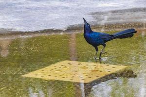 Pájaro macho de grackle de cola grande agua potable parque de la ciudad de méxico. foto