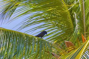 pájaro grackle de cola grande se sienta en la corona de la palmera de méxico. foto