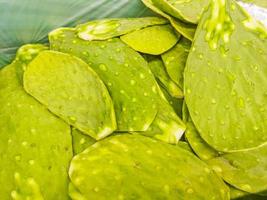 Edible Mexican cactus in Mexico photo