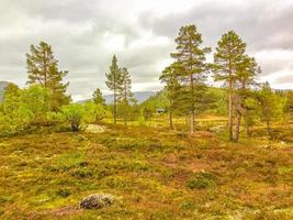 abetos, pinos y montañas en hovden, noruega foto