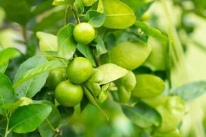 Fresh ripe lime fruits hanging on tree in farm photo