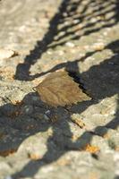 Old birch leaf on the ground photo