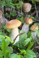 Edible porcini mushrooms grow in the forest