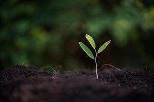 Green sprout growing from seed photo