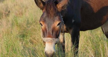 burro en los campos video