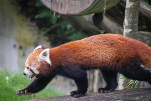 panda rojo caminando foto