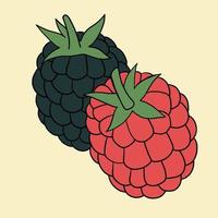 Doodle freehand outline sketch drawing of raspberry fruit. vector