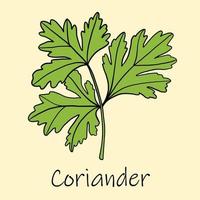 Doodle freehand sketch drawing of coriander. vector