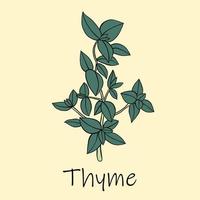 Doodle freehand sketch drawing of thyme. vector