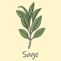 Doodle freehand sketch drawing of sage. vector