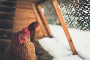 Pollos marrones en golpe casero en el patio rural, en invierno