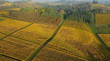 Aerial video of Willamette Valley, Oregon vineyards in fall color 4K Ultra HD