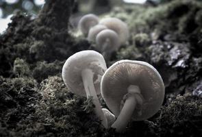 Natural background with mushrooms growing on moss photo