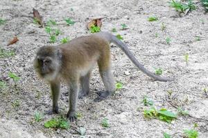 Mono macaco en el bosque de la selva tropical en Koh Phayam, Tailandia foto
