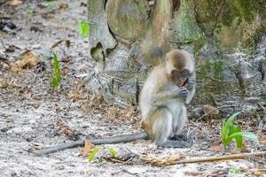 Mono macaco en el bosque de la selva tropical en Koh Phayam, Tailandia foto