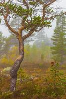 Fir trees and foggy nature landscape at Hovden, Norway photo