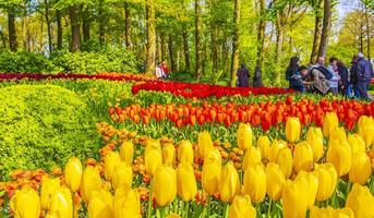 Colorful yellow tulips in Keukenhof park, Lisse, Netherlands, 2014 photo