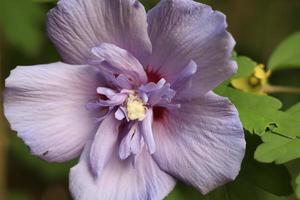 Flowering purple flower in a garden photo