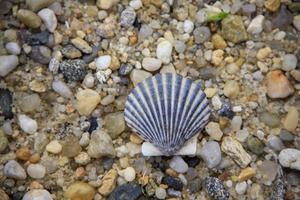 Seashell on a rocky beach near the ocean photo