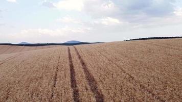 Aerial view of two friends enjoying nature while they walk through a wheat field together. video