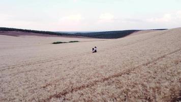 vista aerea di due amici che si godono la natura mentre camminano insieme attraverso un campo di grano. video