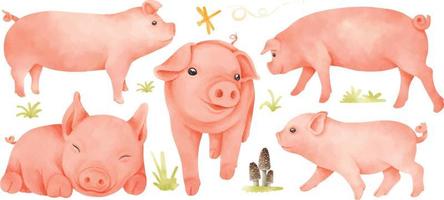Pigs illustrations watercolor style vector