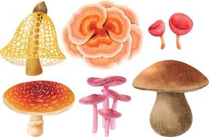 Mushroom illustration watercolor style collection vector