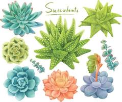 Set of succulents watercolor style vector