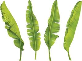 Banana Leaves Set watercolor styles element illustrations vector