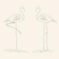 flamingo bird facing each other vector