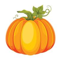 Cartoon pumpkin. Big fresh pumpkin vector