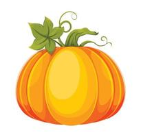 Cartoon pumpkin. Big fresh pumpkin vector