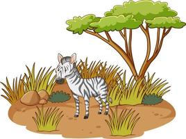 Zebra in savannah forest on white background vector